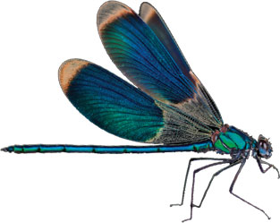 audioquest-dragonfly-logo